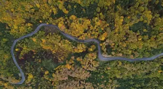 Kastamonu'nun Sonbahar Güzellikleri: Abana ve Bozkurt Ormanları