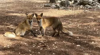 Termessos Antik Kenti'nde Tilki Şaşkınlığı