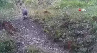 Bolu'da Yaban Hayatı Fotokapanlarla Gözlemlendi