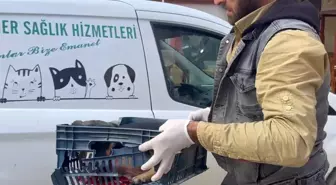 Yaralı Köpeğe Zabıta Ekiplerinden Destek