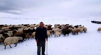 Bitlis'te Kar Yağışı Besicileri Zor Durumda Bıraktı