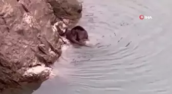 Nesli Tükenmekte Olan Su Samuru Erzincan'da Görüntülendi