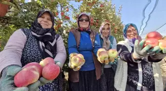 Karaman'da Elma Hasadı Sona Eriyor, Kalite Ön Planda