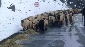 Van'ın Çatak İlçesinde Besiciler Kış Şartlarıyla Mücadele Ediyor