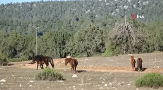 Adada Antik Kenti'nde Yılkı Atları Görsel Şölen Sunuyor