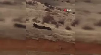 Yaban Domuzları Yerleşim Yerlerine İndi, Çoban Köpeği Peşlerine Düştü