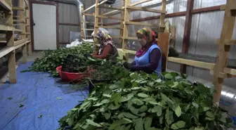 Samsun'da Ekolojik Üretim Tesisinde 20 Çeşit Tıbbi Bitki İşleniyor