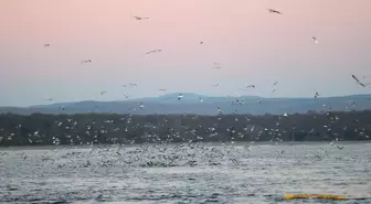 Kıyıköy'deki Martılar Balıkçıları Peşinden Ayrılmıyor