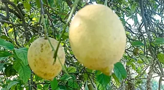 Muğla'da Limon ve Greyfurt Bahçelerinde Zararlılarla Mücadele Başlatıldı