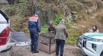 Artvin'de Yaralı Karaca Kurtarıldı