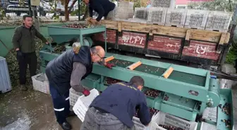 Edremit Körfezi'nde Zeytin Eleme Çalışmaları Başladı