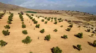 Kilis'te Zeytin Hırsızlıklarına Karşı Jandarmadan 7/24 Nöbet