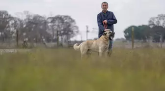 Karacabey'de Safkan Kangal ve Akbaş Köpek Yetiştiriliyor