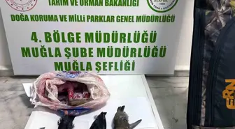 Muğla'da Kaçak Avcılara Cezalar Kesildi