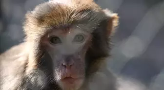 Kaçak Rhesus Maymunu Antalya Doğal Yaşam Parkı'nda Yeni Hayatına Başladı