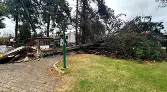 Bursa'da Dev Çam Ağacı Devrildi, Sakinler Panikledi