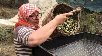 Zeytin Hasadı İçin İşçi Bulamıyorlar