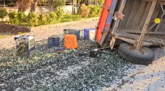 Erdek'te Zeytin İşçilerini Taşıyan Traktör Römorku Devrildi: 5 Yaralı