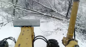 Sinop'ta Kar ve Fırtına Kestane Ağacını Devrildi