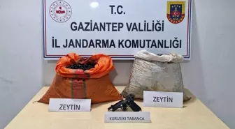 Gaziantep'te Zeytin Hırsızlığı Suçüstü Yakalandı