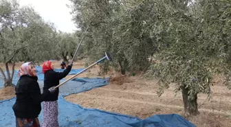 Şarköy'de Zeytin Hasadı Coşkusu