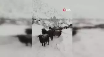 Artvin'de Besicinin Zorlu Kar Yolculuğu