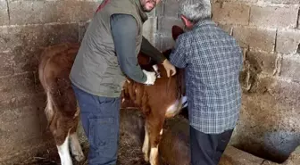 Gazipaşa'da Hayvan Sağlığı İçin Aşılama Çalışmaları Sürüyor