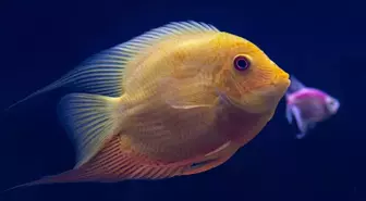 Kahve falında balık görmek ne demek?