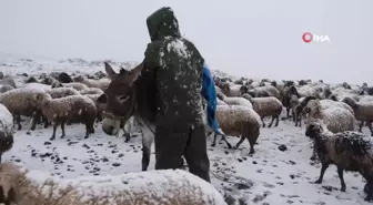 Koyun Sürüleri Karın Mağduru Oldu