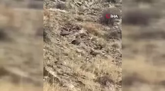 Yüksekova'da Akbabalar Sürü Halinde Görüntülendi