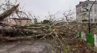 650 Yıllık Anıt Ağaç Fırtınaya Yenik Düştü