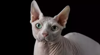 Sphynx kedi yasaklandı mı? Sphynx cinsi kedi sahiplenmek neden yasaklandı?