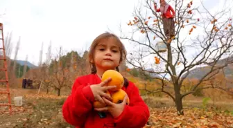 Kahramanmaraş'ta Hurma Hasadı Başladı, Fiyatlar Yükseliyor