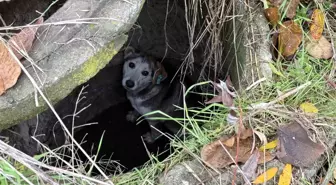 Sakarya'da Mahsur Kalan Sokak Köpeği İtfaiye Tarafından Kurtarıldı