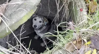 Kuyuya Düşen Sokak Köpeği İtfaiye Ekipleri Tarafından Kurtarıldı