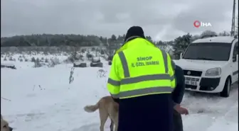 Sinop'ta Evcil ve Yabani Hayvanlara Yem Desteği