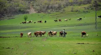 Aydın'da Mera Islah Projesi Onaylandı, Üreticilere Hibe Yem Tohumu Dağıtılacak