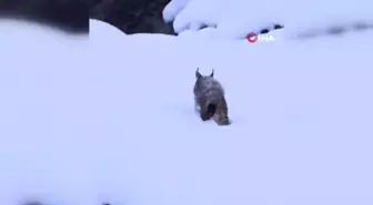 Kırmızı Listedeki Vaşak Tunceli'de Görüntülendi
