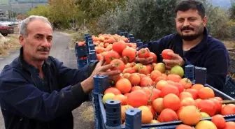 Mersin'de Domates Hasadı Kış Mevsiminde de Devam Ediyor