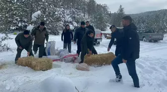 Çankırı'da Yabani Hayvanlar İçin Yem Bırakıldı