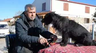 Traktörün Kaportasında Yolculuk Eden Sevimli Köpek: Kara