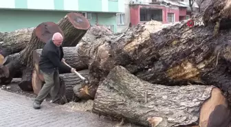 Ceviz Ağaçlarından Sanat Eserleri Yaratıyorlar