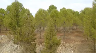 Gaziantep'te Atıl Alanlar Yeşil Bir Alana Dönüştü