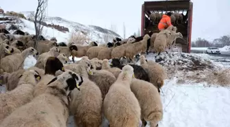 Erzincan'da Erken Yağan Kar Hayvancılığı Olumsuz Etkiledi