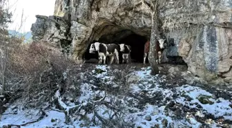 Üniversiteli çobanı ağlatan yıkım