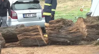 Avcılar'da Devrilen İğde Ağacı Elektrik ve İnternet Kablosuna Zarar Verdiy