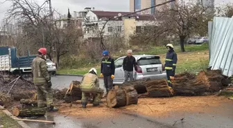 Avcılar'da Devrilen Ağaç İtfaiye Ekipleri Tarafından Kesilerek Kaldırıldı