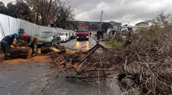 Avcılar'da Devrilen Ağaç Elektrik ve İnternet Kablosuna Zarar Verdi