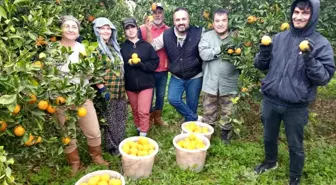 Aydın'da Narenciye Üreticileri Düşük Fiyatlardan Şikayetçi