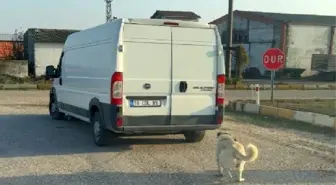 Balıkesir'de Köpeği Sürükleyen İki Şahıs Yakalandı